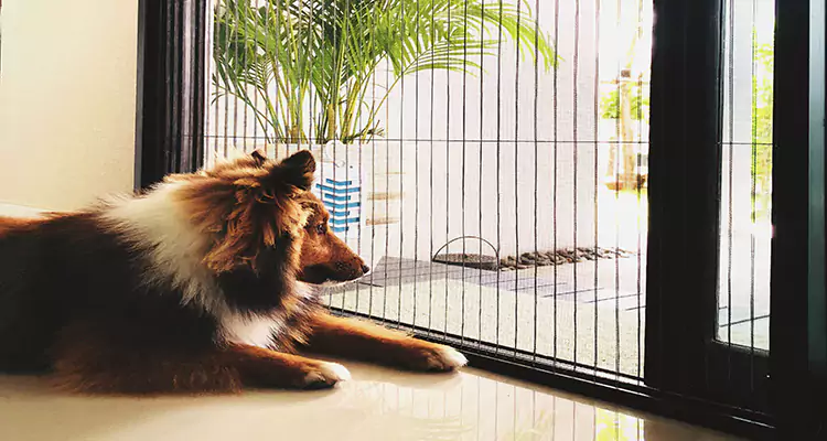 Sliding Screen Pet Door Repair in Palo Alto, CA
