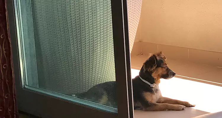 French Door Pet Screen Repair in Palo Alto, CA